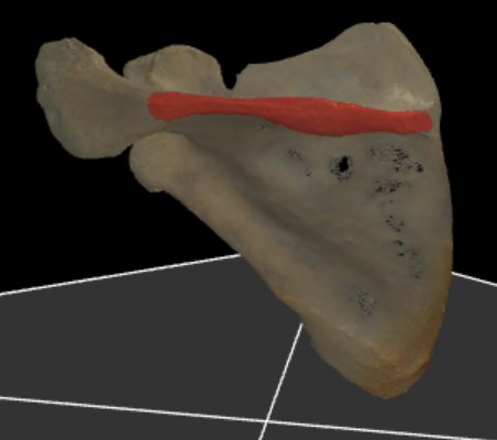 <p>kamzijdig uitsteeksel dorsale zijde scapula</p>