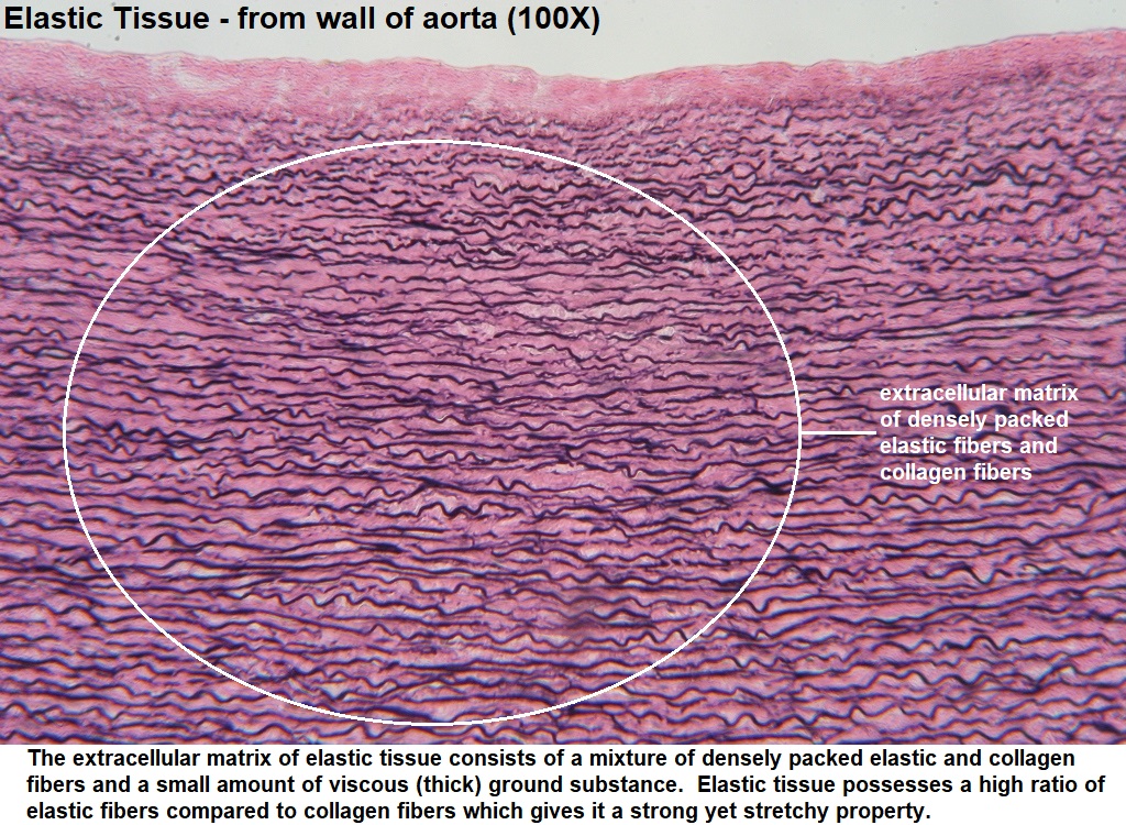 <p>Elastic Connective Tissue — Function</p>