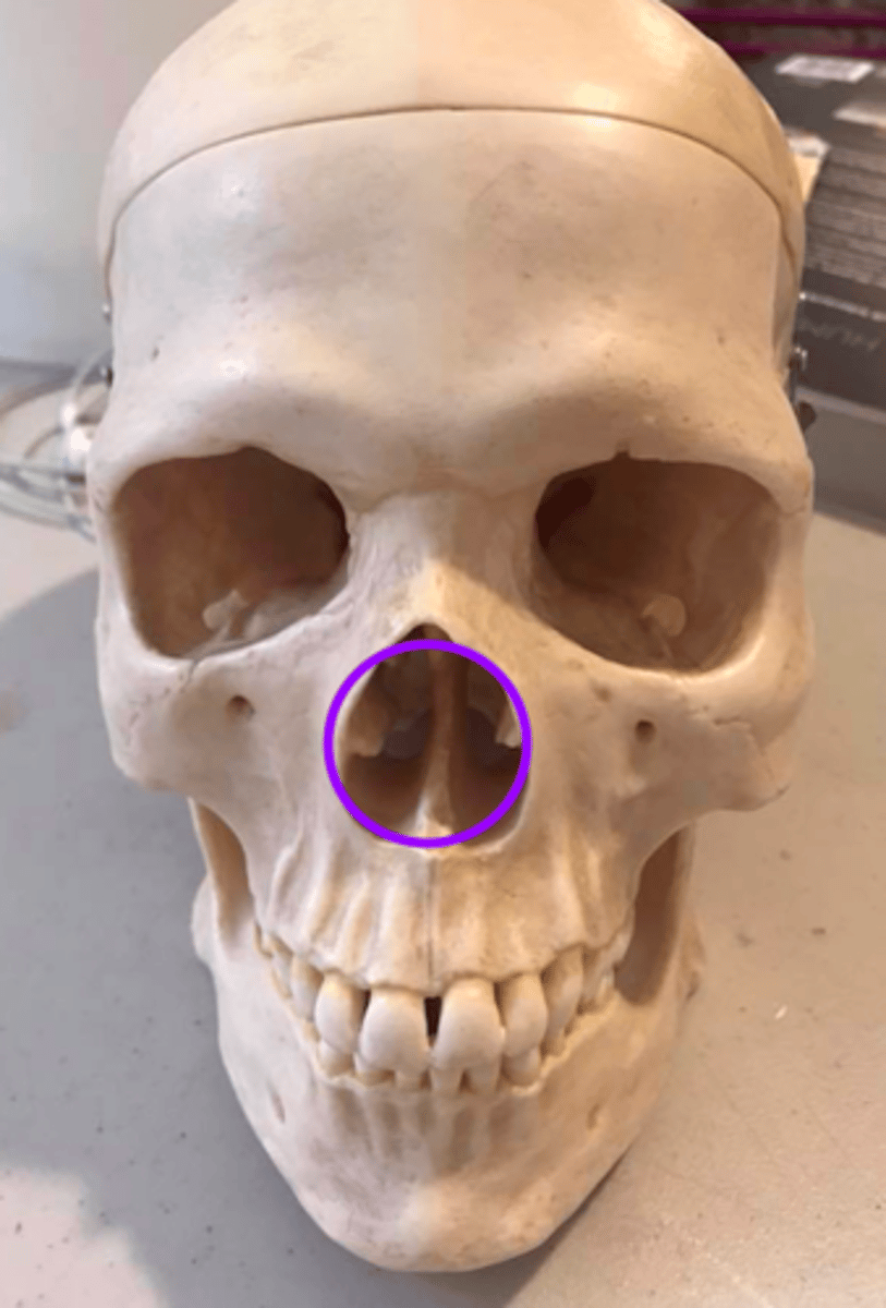 <p>What structures/features make up the nasal cavity?</p>