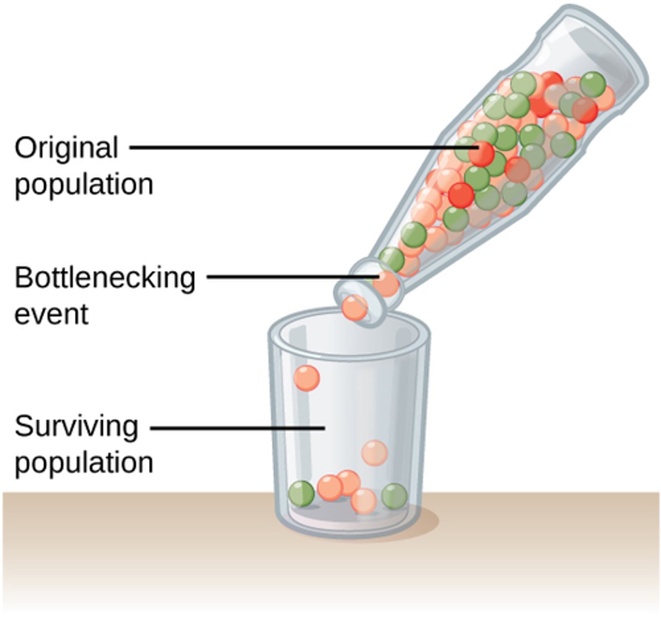 <p>When a large population mostly dies off</p><p>this leads to leads diversity, which makes the population less likely to adapt to changes well.</p>