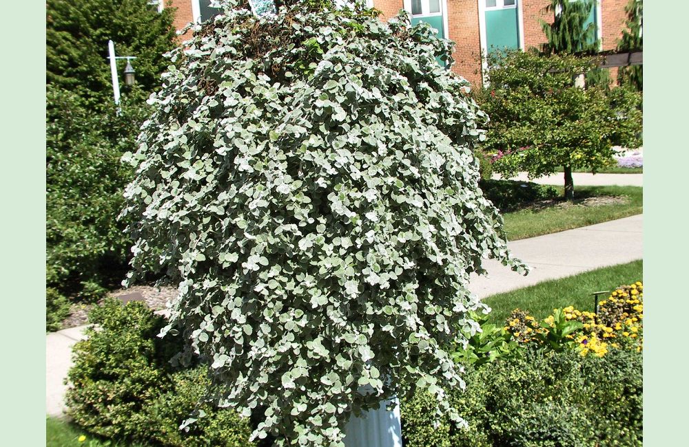 <p>Licorice Plant</p>