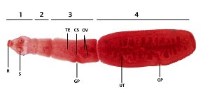 knowt flashcard image