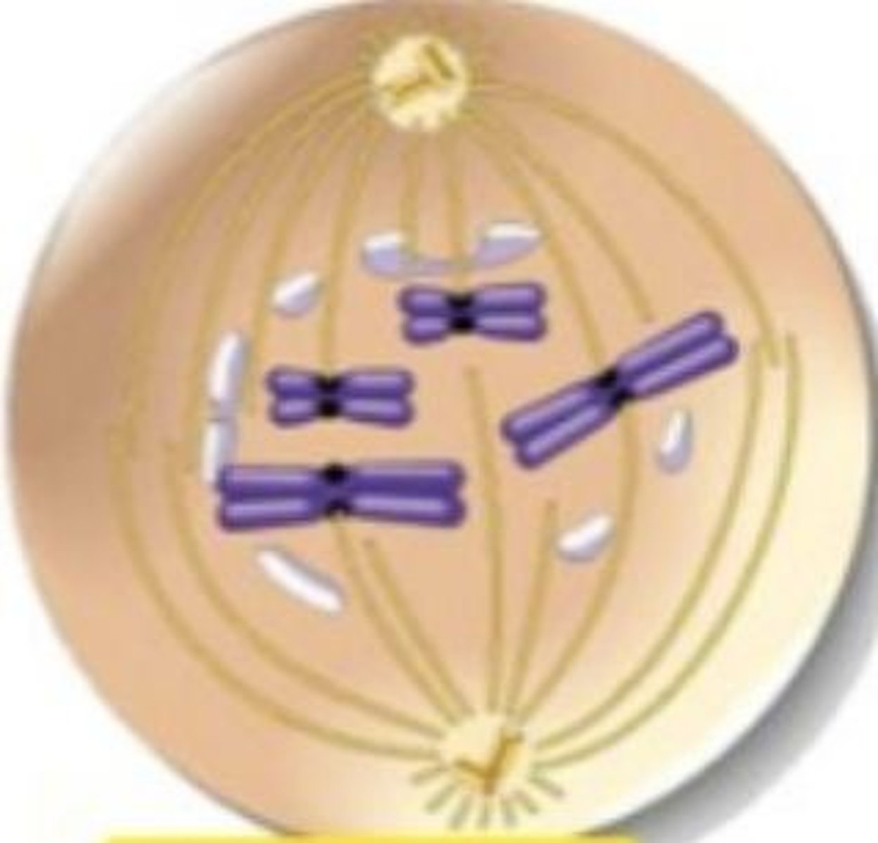 <p>the nuclear envelope begins to disappear and the chromosomes begin to attach to the spindle that is forming along the axis of the cell</p>