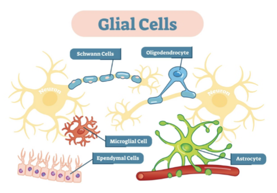 <p>What do glial cells do? </p>