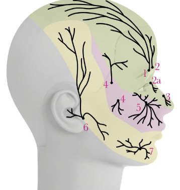<p>Maxillary- Middle 1/3</p><p>4</p>