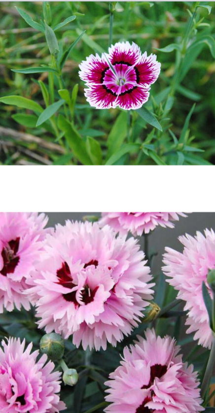<p>Pink, white, purple violet</p><p>Full sun</p><p>Cottage gardens</p>