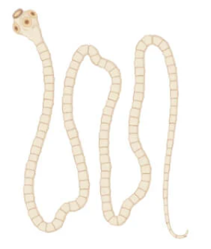 <p>Phylum Platyhelminthes. Class Cestoda. <em>Taenia.</em></p>