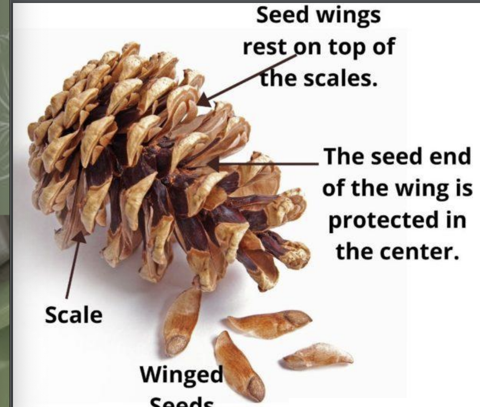 <p>rest on top of scales </p><p>seed end is protected in the centre </p><p>wind dispersed </p>