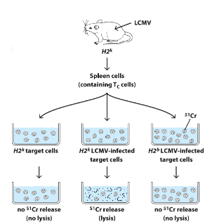 <p>Experiment by Zinkernagel and Doherty</p><ul><li><p>explain the results</p></li></ul>