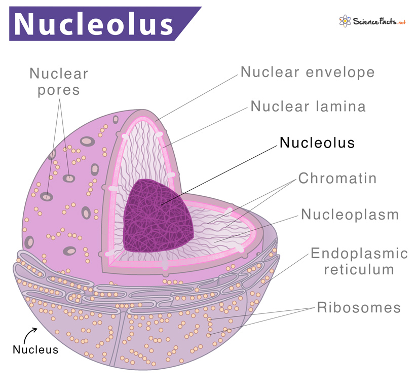 <p>an organelle within the nucleus in a cell used in the synthesis of ribosomes protein synthesis and the formation of ribosomes during interphase. <span>The nucleolus </span>contains the genes that encode rRNA. In prophase, the nucleolus disappears in addition to the nuclear membrane breaking down, releasing the chromosomes into the cytoplasm. </p>
