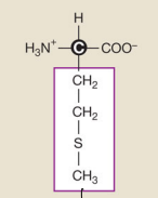 <p>Methionine (Nonpolar hydrophobic side chains)</p>