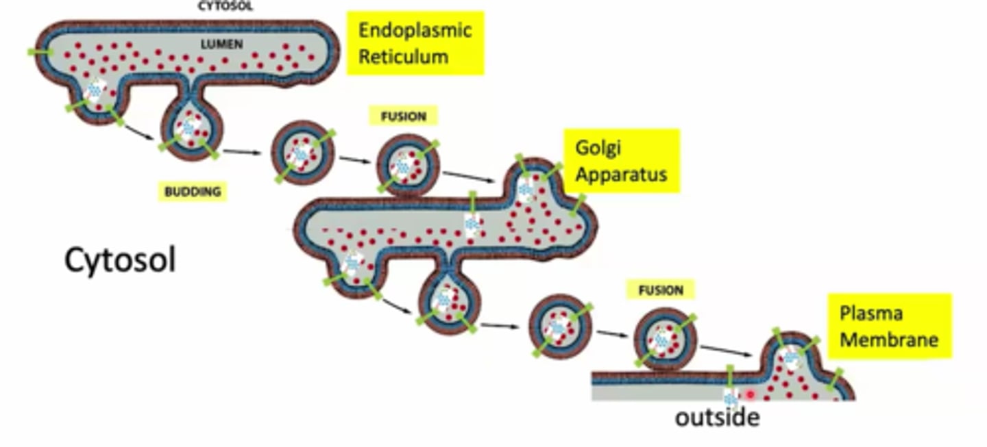 <p>lumen of ErR, transport vesicles, golgi correspond toplogically to</p>
