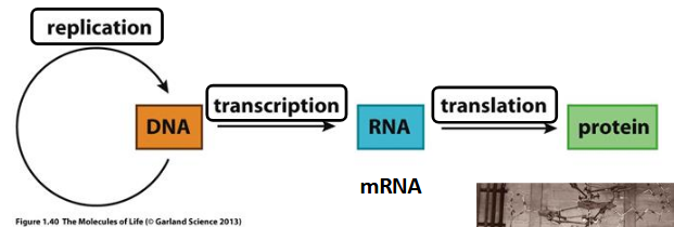 <p>flow of information in a biological pathway</p><p>DNA → RNA → proteins</p>