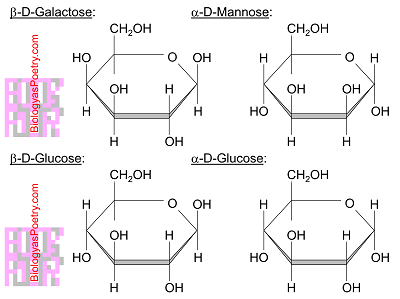 <p>A monomer of carbohydrates with 6 carbons, in the shape of a hexagon, with oxygen in the top right angle and the sixth carbon added on the top left.</p><p>e.g. glucose or fructose&nbsp;</p>