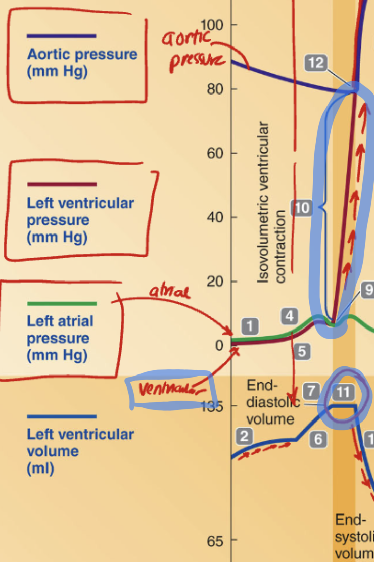 <p>In terms of the left ventricular pressure being higher than the left atrial pressure what happens to the AV Valves here? </p><p>A. They open, allowing blood to flow from the ventricle back into the atrium<br>B. They remain open to maintain ventricular filling<br>C. They close to prevent backflow into the atrium<br>D. They open to allow ejection into the aorta</p>