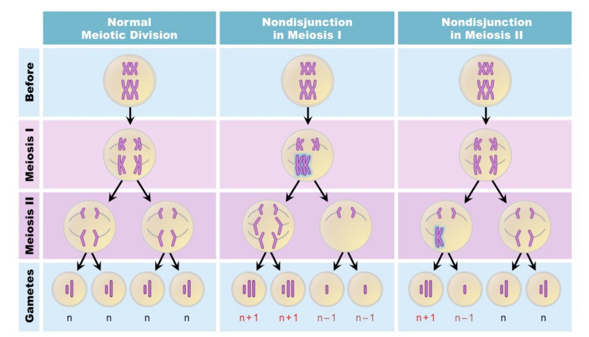 <p>• Failure of homologues to separate in Anaphase I (resulting in four affected daughter cells) MEISOS 1</p><ul><li><p>n+ 1, n + 1, n - 1, n - 1</p></li></ul><p>• Failure of sister chromatids to separate in Anaphase II (resulting in only two daughter cells being affected) MEIOSIS 2</p><ul><li><p>n + 1, n - 1, n, n</p></li></ul>