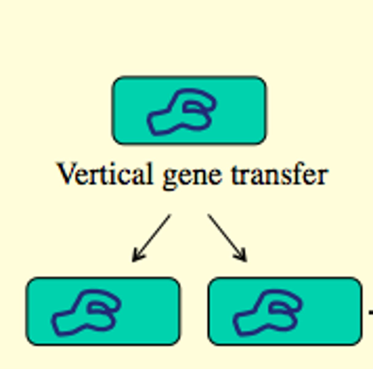 <p>descent from common ancestor WITH sexual reproduction</p>