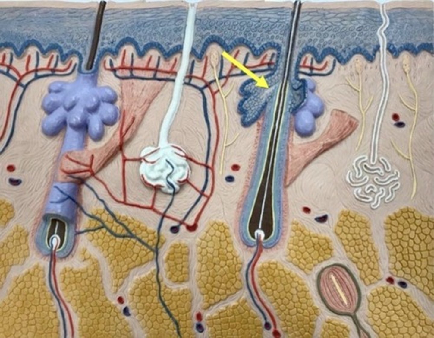 knowt flashcard image