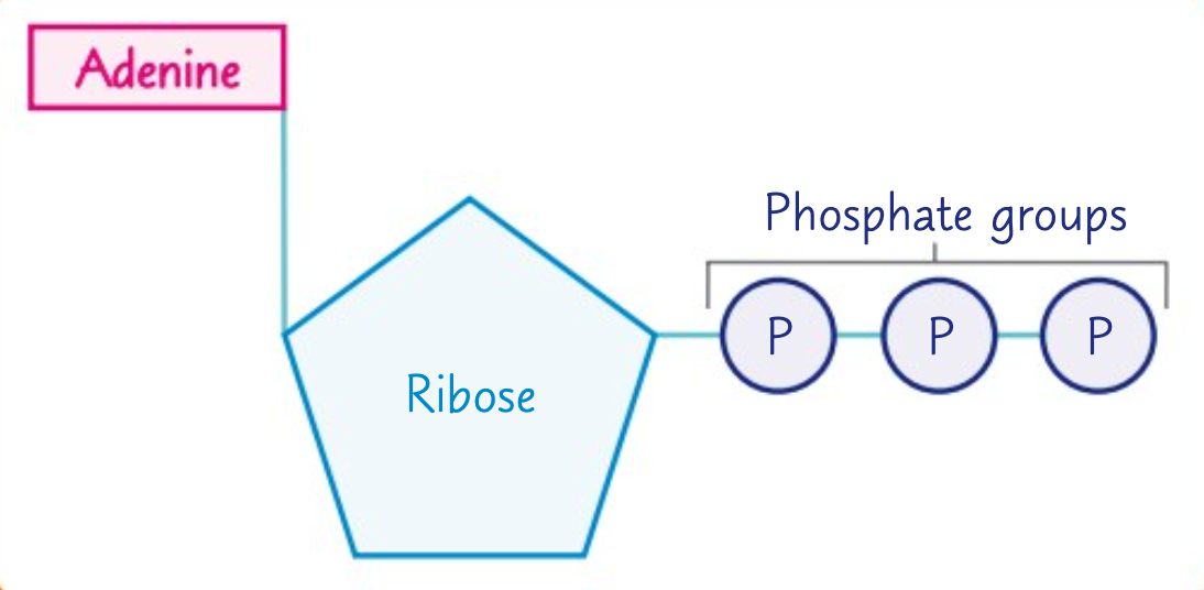 <p>ATP is formed from a molecule of ribose, a molecule of adenine, and three phosphate groups.</p>