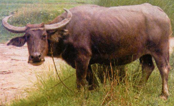 <p>Philippine carabao</p><p>note: two light gray chevrons below the line of lower jaws and across the chest</p>