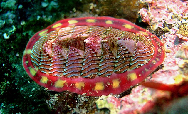<p>chitons</p><p>flattened with 8 dorsal plates</p><p>prefer rocky intertidal zones, scrape algae from the rocks</p>