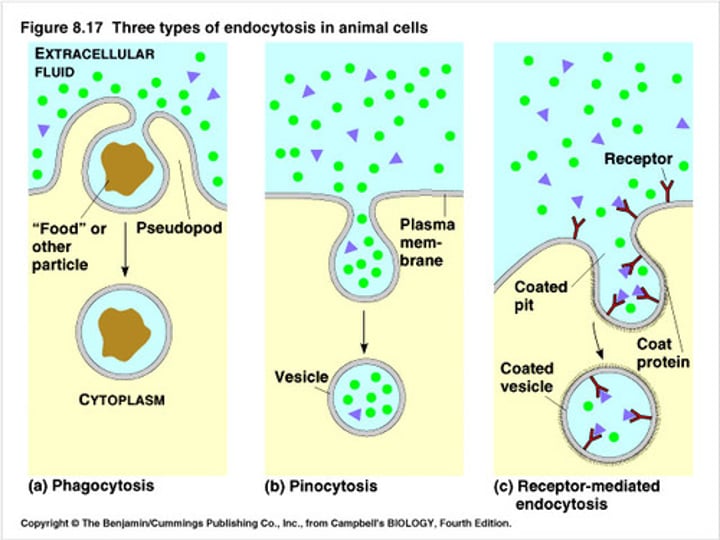 <p>•phagocytosis<br>•pinocytosis</p>