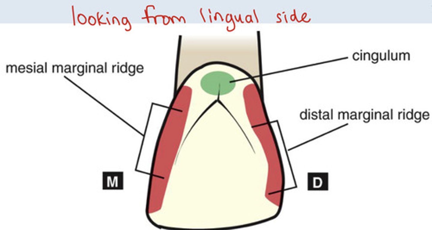 <p>forms distal border of lingual surface</p>