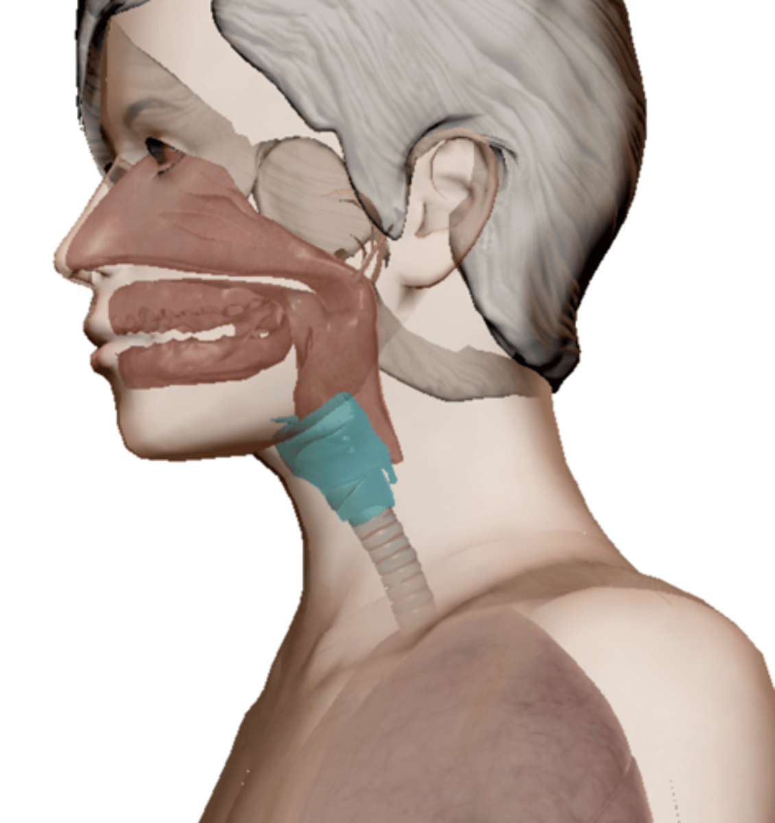 <p>Name the structure</p>