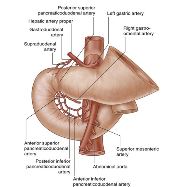 <ul><li><p>Arterial supply —</p><ul><li><p>Supplied proximally by a branch of common hepatic artery — gastroduodenal artery — stems from celiac trunk &amp; gives off anterior &amp; posterior superior pancreaticoduodenal arteries</p></li><li><p>Also receives blood distally from anterior &amp; posterior inferior pancreaticoduodenal arteries — branches of superior mesenteric artery</p></li><li><p>Terminal branches of duodenal arteries form important anastomoses between celiac trunk &amp; superior mesenteric artery</p></li></ul></li><li><p>Venous drainage —</p><ul><li><p>Duodenal veins — drain directly from duodenum into pancreaticoduodenal veins</p><ul><li><p>From here, they merge back into the superior mesenteric vein &amp; common hepatic vein</p></li><li><p>(ant &amp; post sup. coming from hepatic, ant &amp; post inf. coming from SMV</p></li></ul></li><li><p>Generally follow arteries in this region and all drain either directly or indirectly into the portal vein</p></li></ul></li></ul>