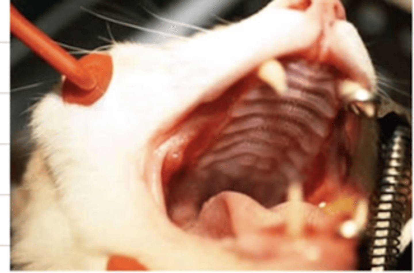 <p>what does this cat have?</p>