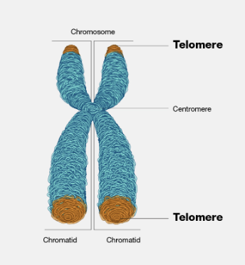 <p>specialized protein-DNA structures located at the very ends of linear chromosomes, acting as protective caps that prevent chromosome degradation and maintain genomic stability by shielding the ends from being mistaken for DNA damage; they consist of repeating DNA sequences, typically "TTAGGG" in humans, bound by specific proteins, and gradually shorten with each cell division, ultimately limiting a cell's replicative lifespan and contributing to aging.</p>