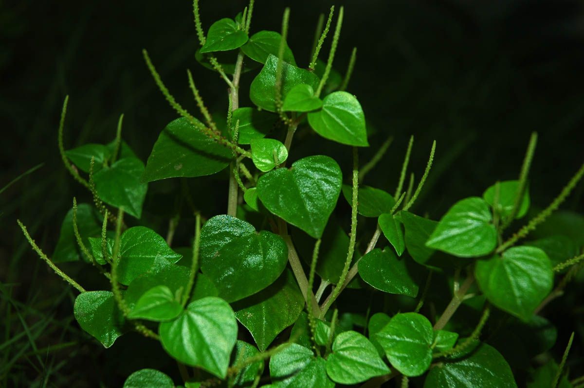 <p><span style="font-family: Inter, helvetica, arial, sans-serif">pepper elder, shining bush plant, man-to-man, silverbush, rat-ear, clearweed</span></p>