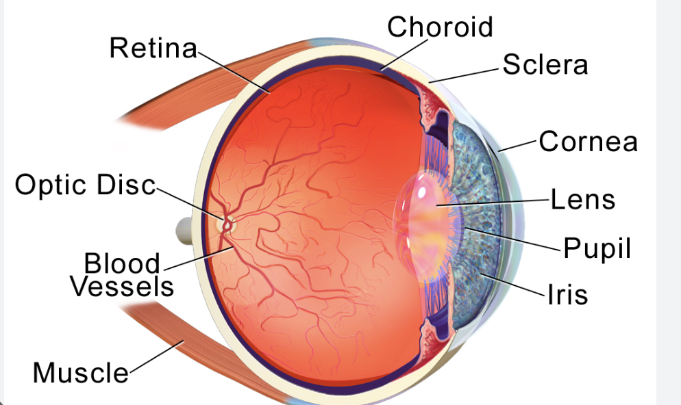 <p>Heavily vascularized so its dark doesn’t let any light in. </p><p>Supplies blood to the Retina</p>