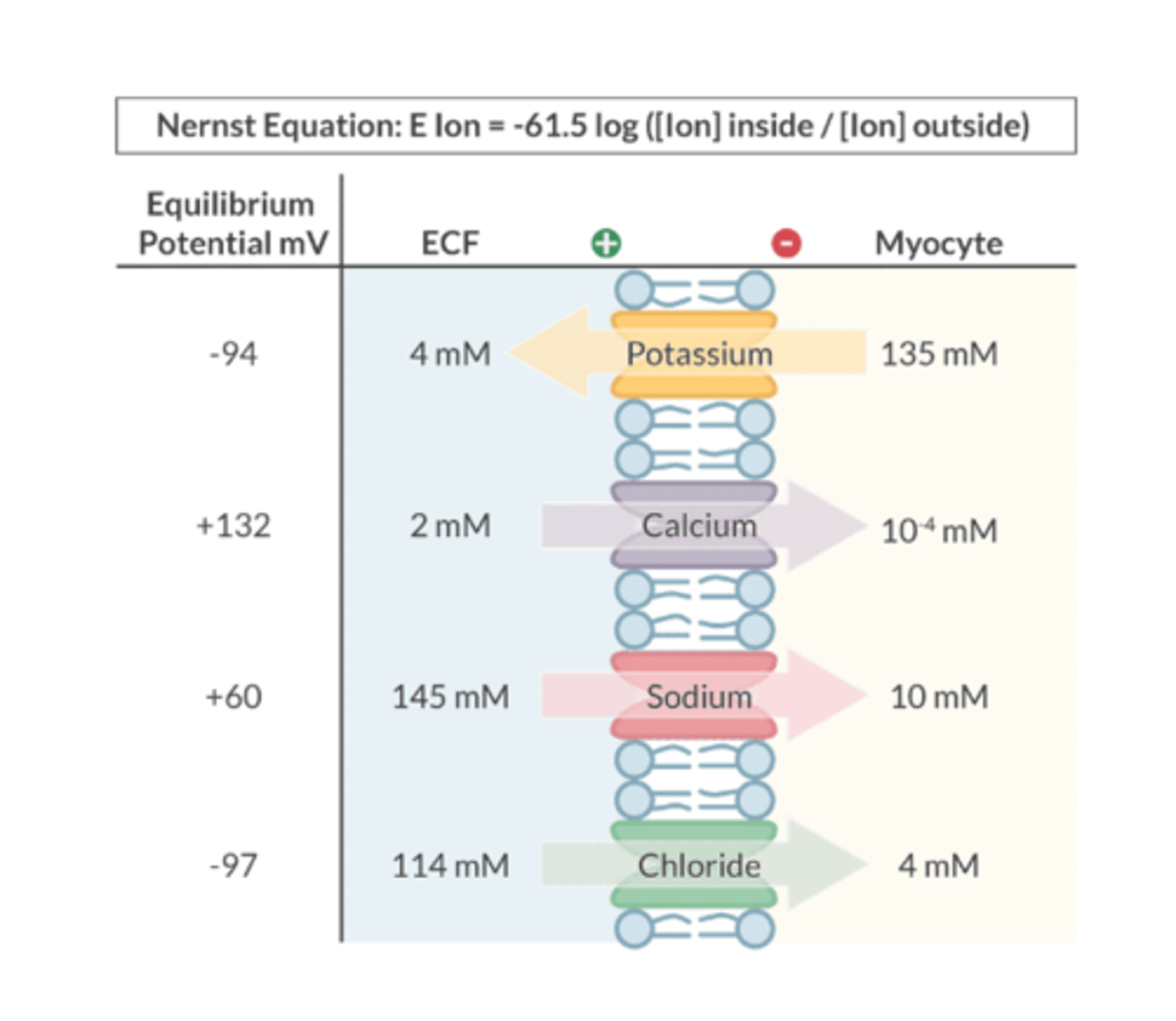 <p>Nernst equation</p>