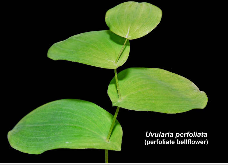 <p>With basal lobes completely surrounding the stem, and fused (connate) around the stem</p>