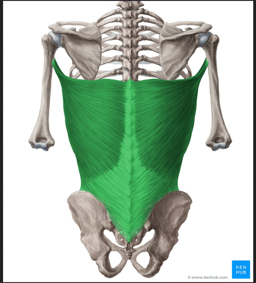 <p>Muscle of the face head and neck:</p><p>Latissimus Dorsi</p>