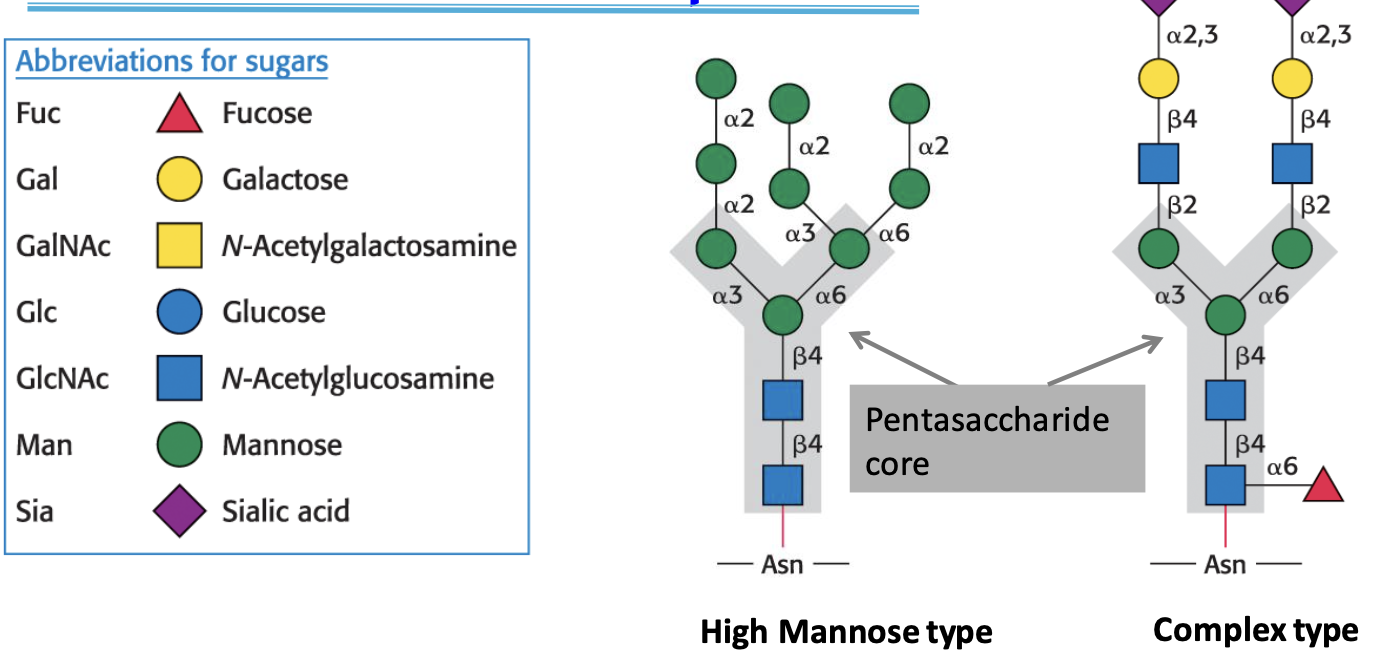 <p>All N-linked oligosaccharides are attached to Asn through a common <strong>pentasaccharide core (3 mannose/Man, 2 N-acetylglucosamine/GlcNAc residues)</strong></p>
