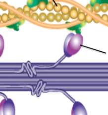 <p>thick straight filaments arranged in parallel</p><p></p>