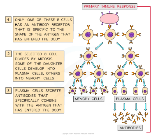 * Effector cells, which go on to form plasma cells
  * Plasma cells produce specific antibodies to combat non-self antigens
* Memory cells
  * Remain in the blood to allow a faster immune response to the same pathogen in the future