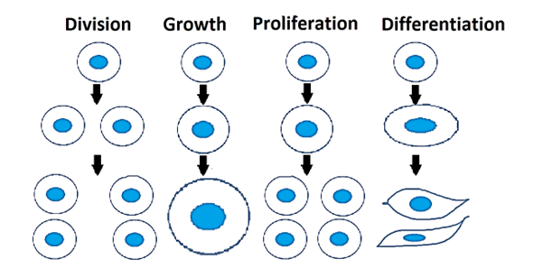 <p>act of a single or a group of cells that reproduce and multiply</p>
