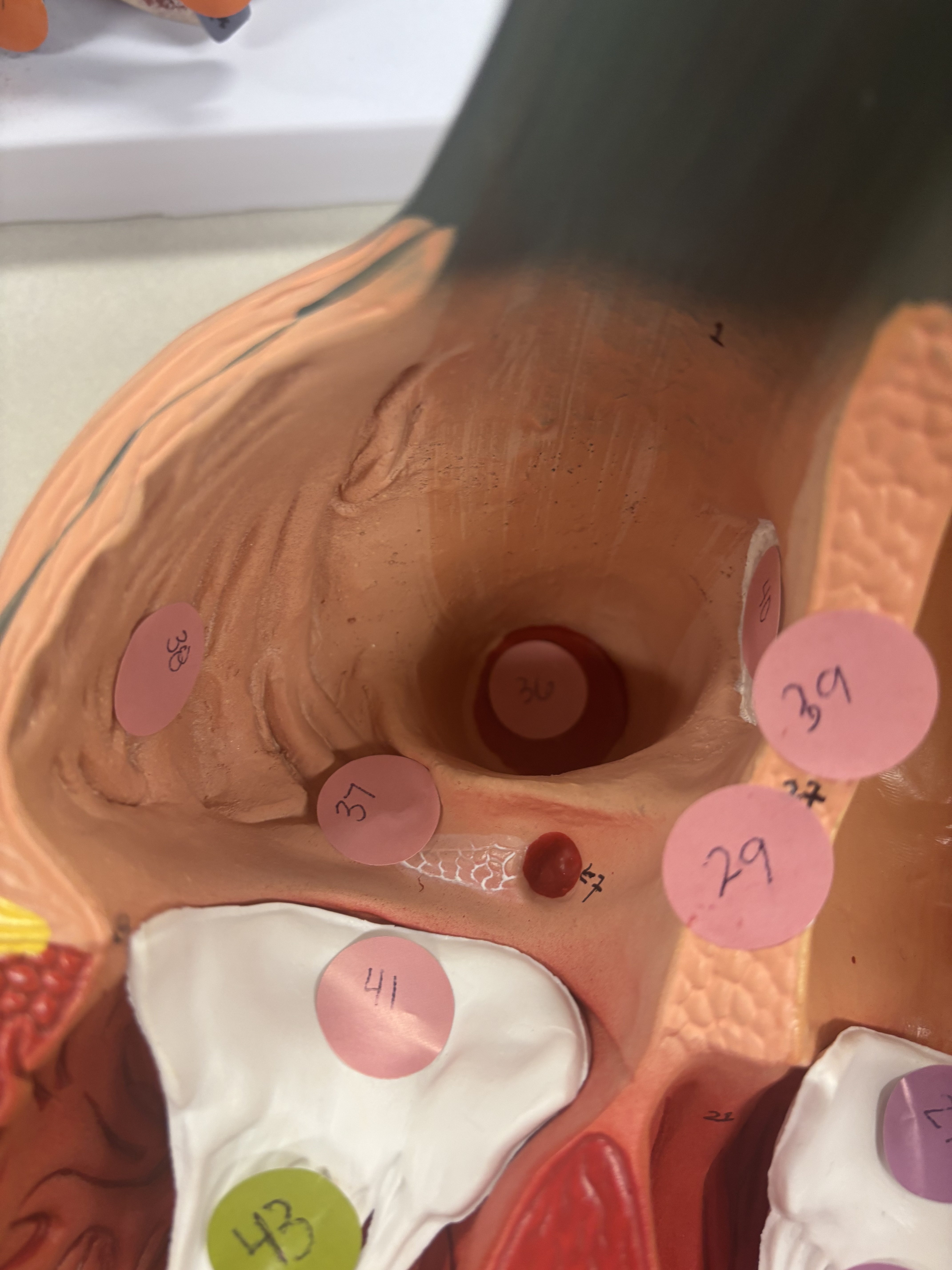 <p>what is number 38 in right atrium</p>