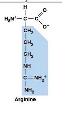 <ul><li><p><strong>Polar, charged, HYDROPHILIC</strong></p></li><li><p><strong>Positively charged (basic)</strong></p></li><li><p><strong>R-group:</strong> guanidinium group</p></li><li><p><strong>Strongest base</strong> among amino acids</p></li></ul><p></p>