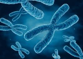 <p><strong>Chromosomes </strong>are <strong>threadlike</strong> structures in the nucleus made of coiled DNA, which carries <strong>genetic information</strong>.</p>