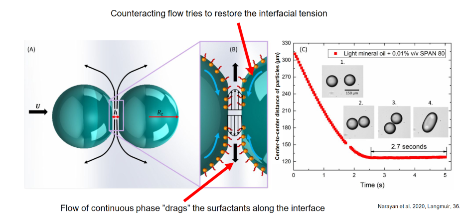 <ul><li><p><span>Flow of continuous phase ”drags” the surfactants along the interface</span></p></li><li><p><span>Counteracting flow tries to restore the interfacial tension</span></p></li></ul>