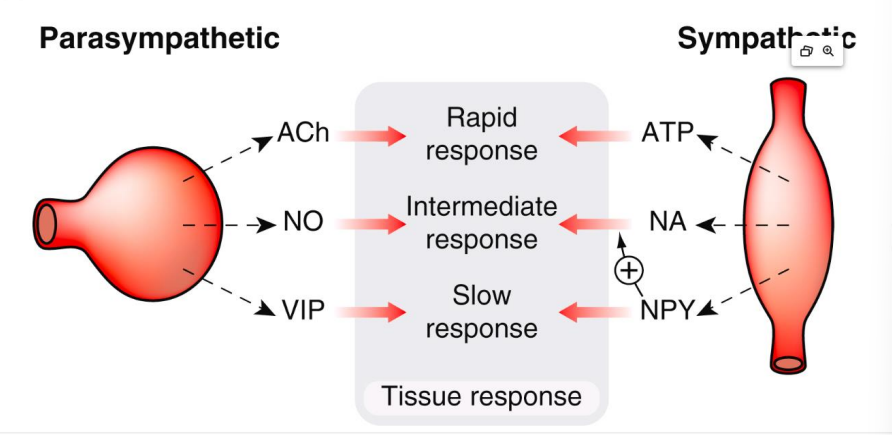 <p>no there are different timeframes for action and different release patterns according to impulse patterns</p>