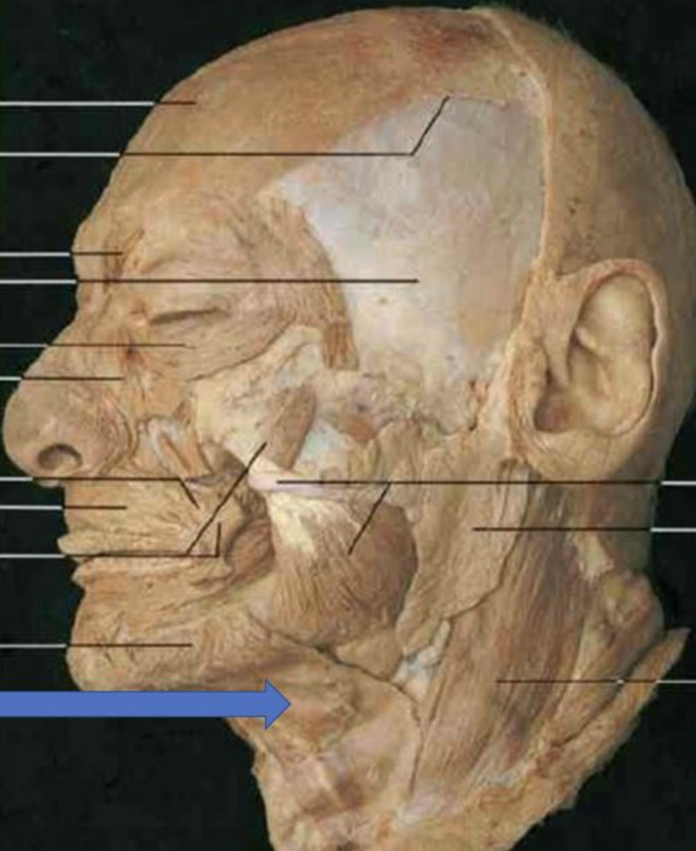 <p>muscle name & action</p>