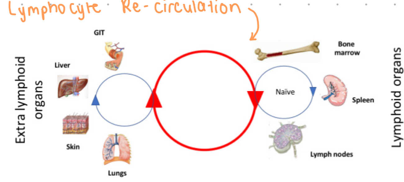 <p>movement of naive lymphocytes through lymphoid tissues</p><p>t cells re-circulate to continue to encounter foreign antigens </p>