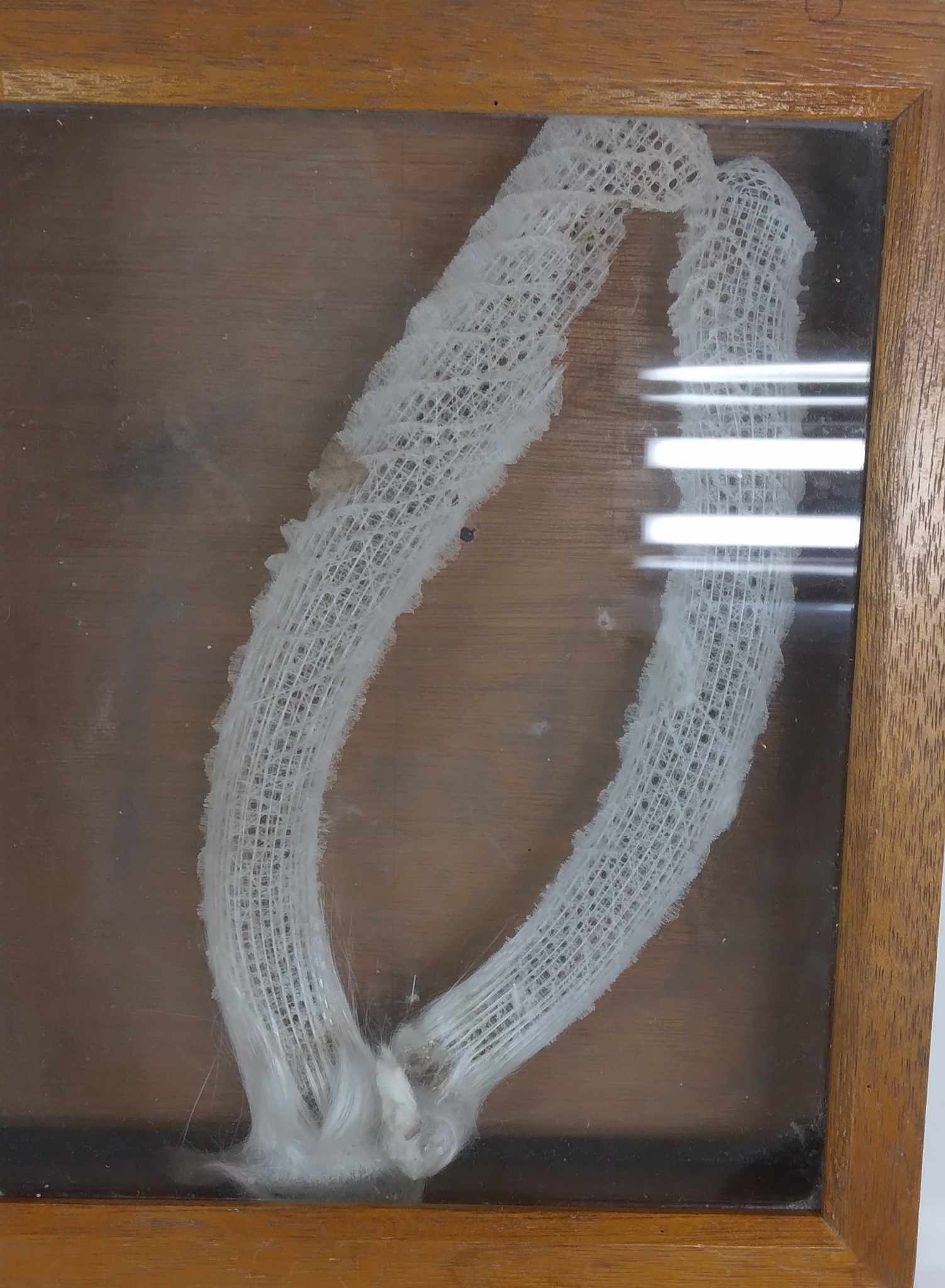 <p>Venus flower basket; siliceous sponge; attached to the substratum by a mass of glassy threads</p>