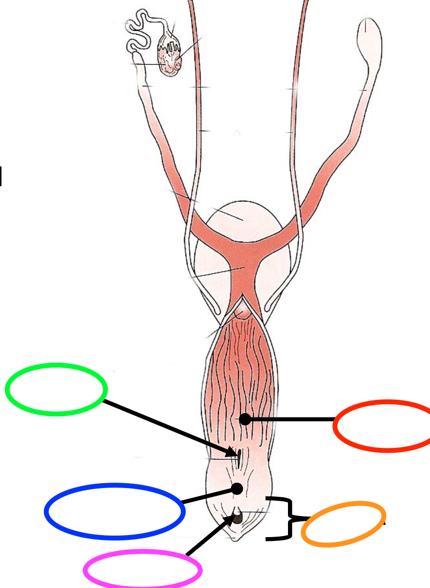 BLUE- the joining of the vagina and urethra