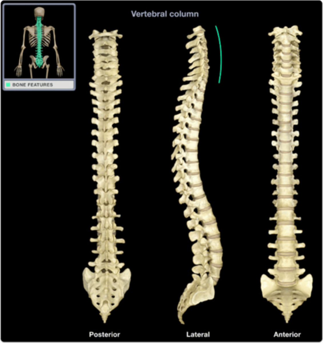 <p>24 vertebrae, sacrum, coccyx</p>